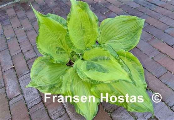 Hosta Embroidery